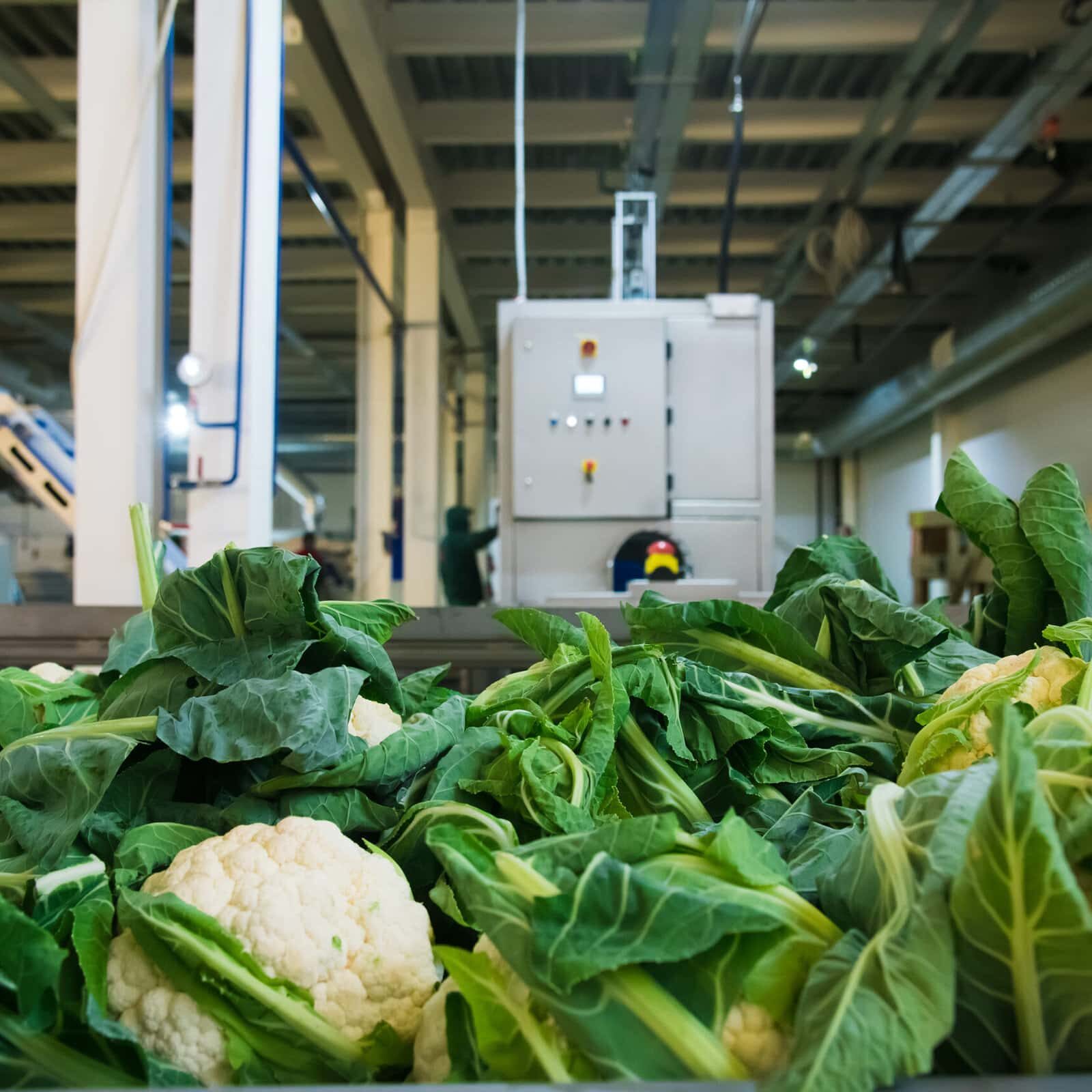 Cauliflower,Is,Cleaned,,Washed,,Dried,And,Frozen,For,Further,Storage. cauliflower stored in refrigerator warehouse